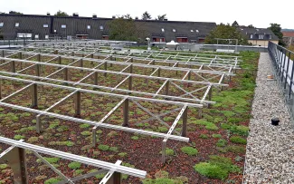 Noch fehlen die Solarmodule, dafür wachsen die Sedumsprossen schon kräftig an. Neu bepflanztes Gründach mit Solaraufständerung