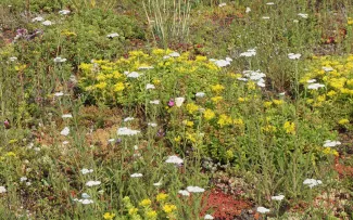 Der Kohlweißling (Schmetterling) fühlt sich inmitten der Blüten von Schafgarbe, Karthäusernelke und Fetthenne sehr wohl. © Blaurock Blühende Blumen mit Schmetterling
