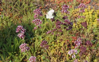 Je höher die Pflanzenvielfalt, umso mehr Bienen und andere Insekten (hier der Schildkäfer auf der weißblühenden Schafgarbe) finden Nahrung. © Blaurock Schmetterling auf Oregano-Blüten