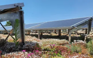 Im Frühsommer bildet sich ein wahrer Blütenteppich, im Vordergrund die rosafarbene Karthäusernelke. Gründach mit Sedum, Karthäusernelke und Solar
