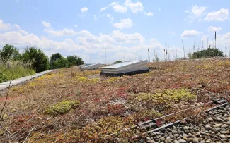 Die Vegetation hat sich im Verlauf der Zeit verwildert und umgebildet, hier dominiert jetzt gebietsheimisches Sedum. Sedum auf einem schrägen Dach