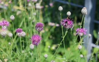 Die Bienen fliegen auf die zarten Blüten der Centaurea scabiosa (Scabiosen Flockenblume). Bienen auf Flockenblumen