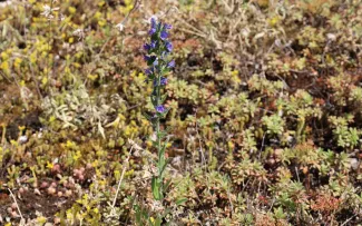 Echium vulgare (Gewöhnlicher Natterkopf) sorgt für blaue Tupfer in den Pflanzflächen. Sedum und Natterkopf