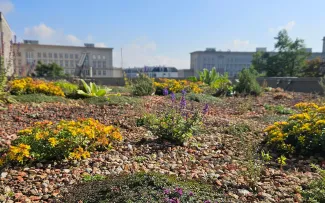 Neu bepflanztes Gründach mit blühenden Pflanzen