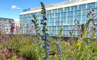 Gründach mit Natterkopf und Karthäuser Nelken