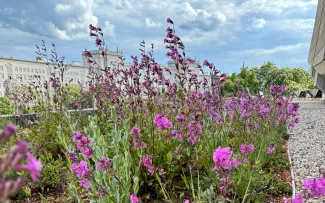 Gründach mit Karthäuser Nelken