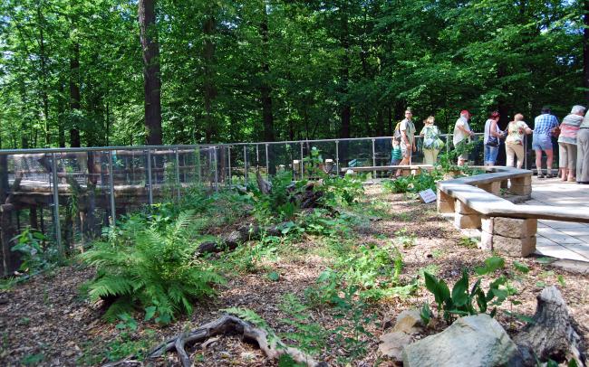 Mit Farnen und Ästen begrünte Besucherterrasse im Wald