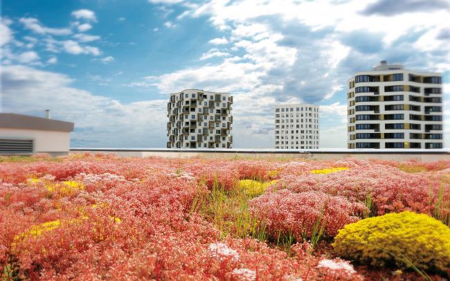 Dachbegrünung mit rot und gelb blühendem Sedum.