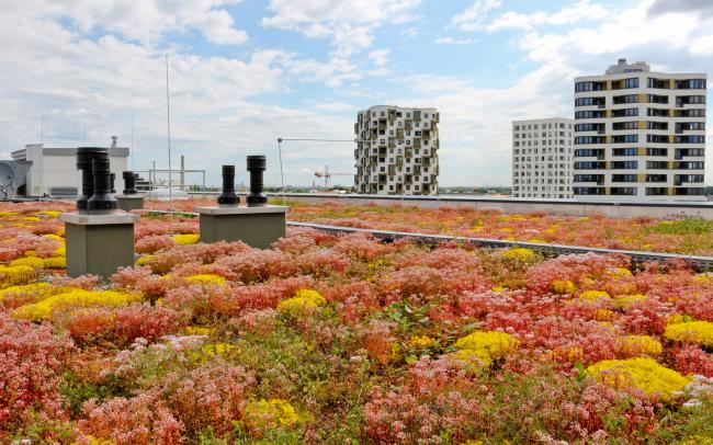 Dachbegrünung mit Sedum