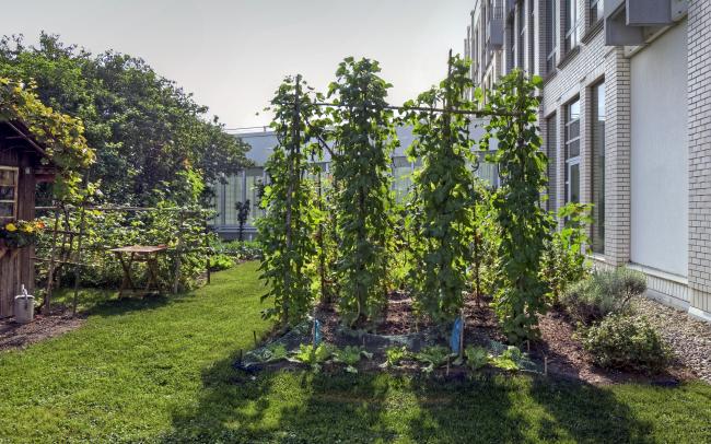 Gemüsegarten mit Stangenbohnen und Holzhütte