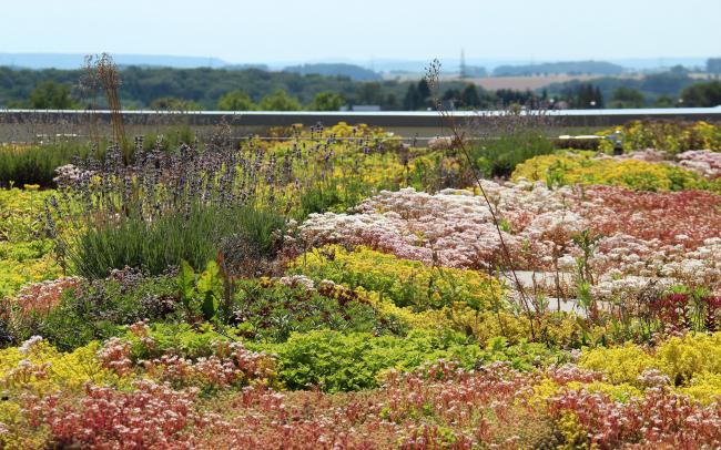 Dachbegrünung mit blühendem Sedum und Lavendel