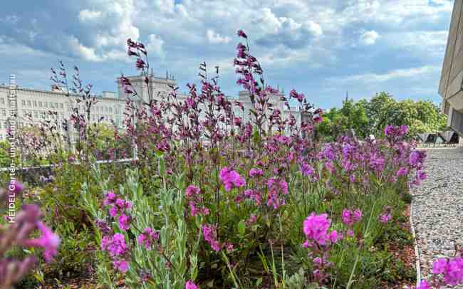 Gründach mit pinkfarbenen Blüten