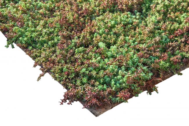 Pflanzenmatte „Sedum-Kräuter“ Pflanzenmatte „Sedum-Kräuter“