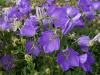 Campanula carpatica