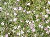 Gypsophila repens „Letchworth“