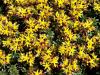 Sedum floriferum „Weihenstephaner Gold“