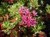 Sedum spurium „Fuldaglut“