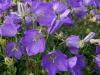 Campanula carpatica