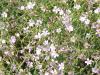 Gypsophila repens