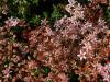 Sedum album 