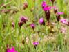 Dianthus carthusianorum