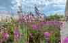 Gründach mit pinkfarbenen Blüten